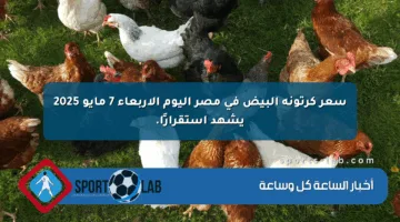 سعر كرتونة البيض في مصر اليوم الأربعاء 7 مايو 2025 يشهد استقرارًا.